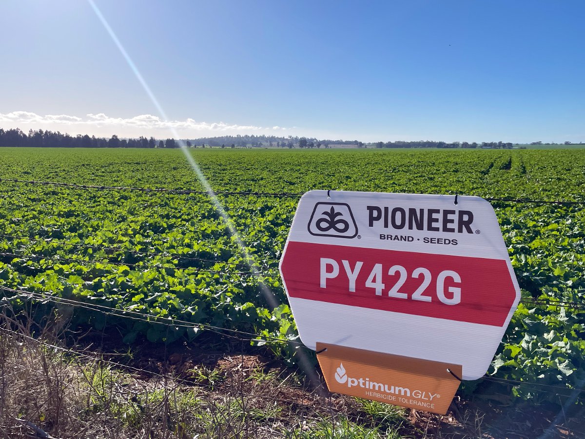 The PY422G Optimum GLY glyphosate tolerance hybrid yielded over 3t per ha and the Walbundrie grower intends to grow more Optimum GLY hybrid canola.jpg