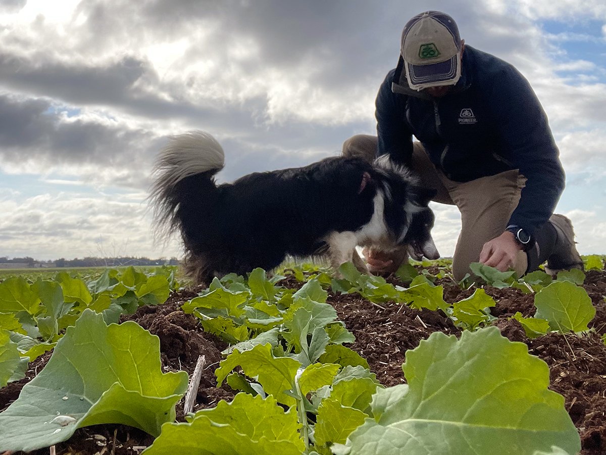 Pioneer Seeds Territory Sales Manager Luke Gooden checking out PY422G Optimum GLY glyphosate tolerance trait hybrid canola at early emergence with assistant, his border collie Daisy.