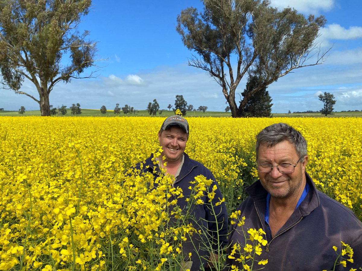 Chris Collins and father, Alwyn Collins, in PY422G Optimum GLY glyphosate tolerance trait hybrid canola at the end of flowering - they were impressed by the standability of the crop.