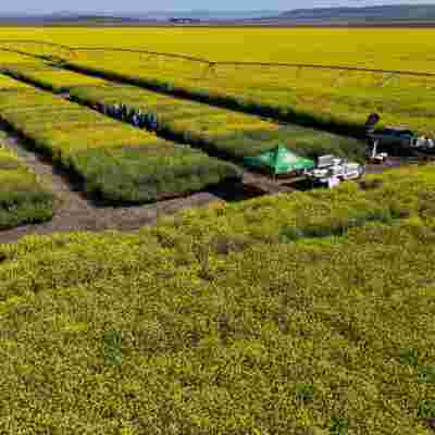 Canola Field Days 2024 - WA