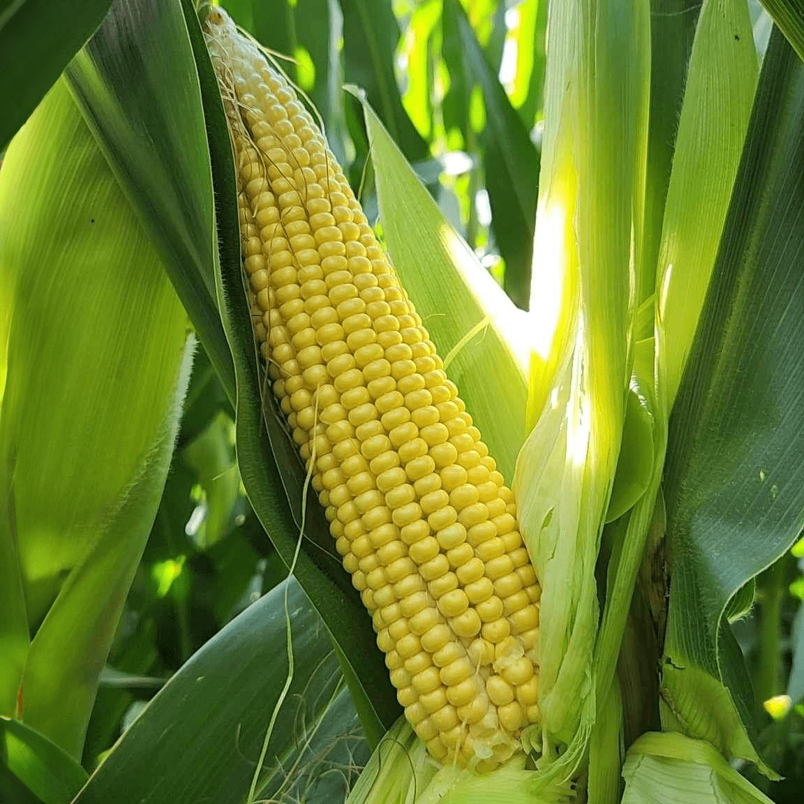 IMG_0258 corn.png