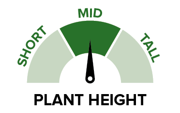 44Y27RR - Plant height.png