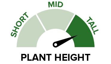 PN526C - Plant height.png