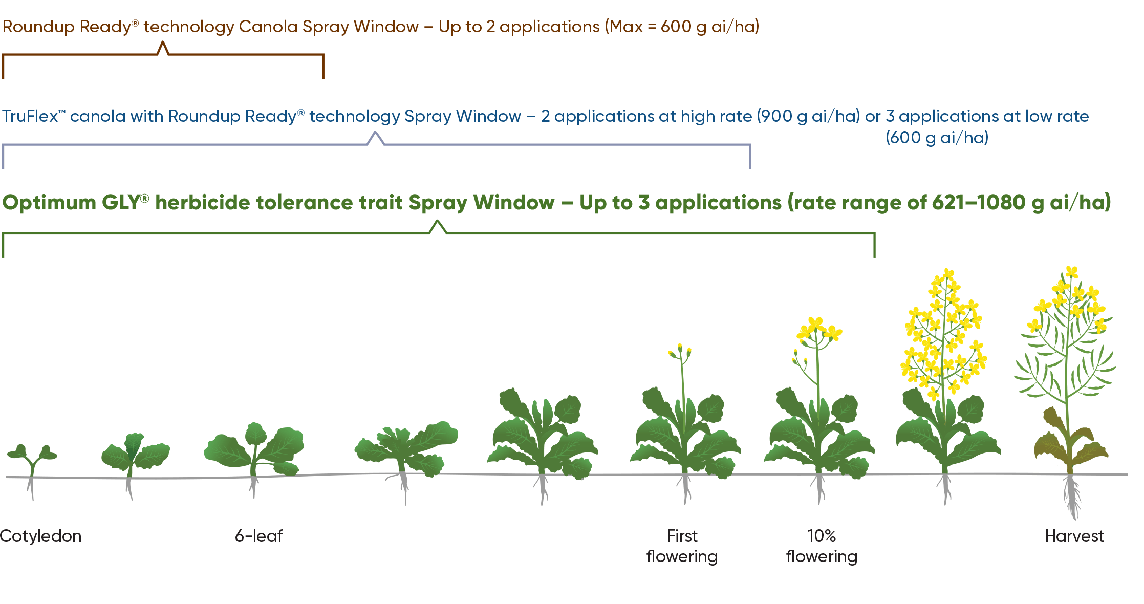 Optimum GLY® Pioneer Seeds